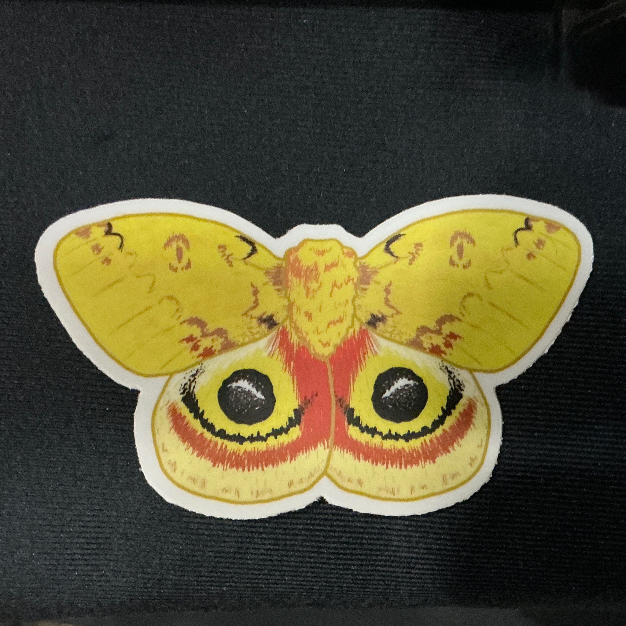 CLEARANCE - Io Moth - 3 Inch Weatherproof Vinyl Sticker