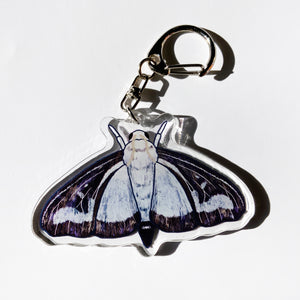 Box Tree Moth - 2.5" Acrylic Keychain